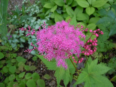 c0117007_18451479.jpg