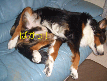 c0143711_20333086.gif