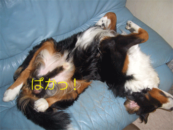 c0143711_20334494.gif