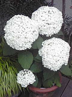 f0049813_9215682.jpg