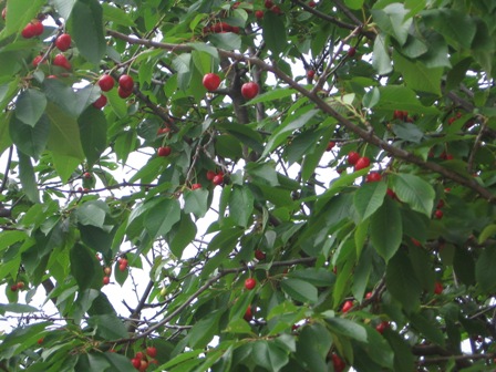 e0144717_10374532.jpg