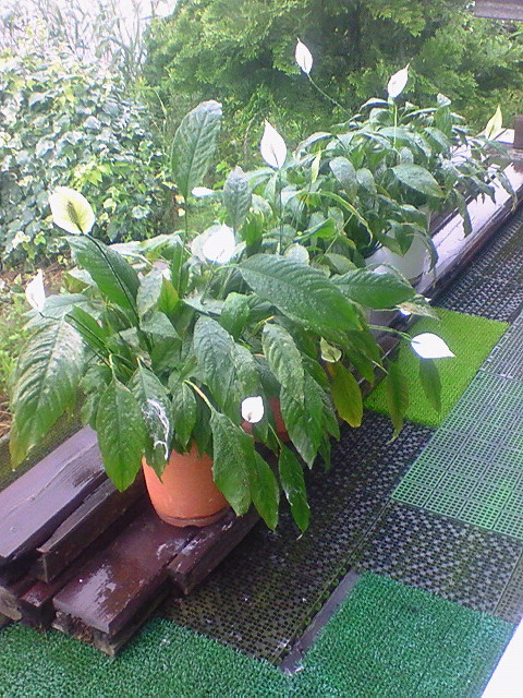 e0089227_170353.jpg