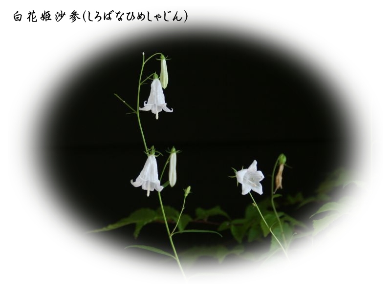 e0033229_21363524.jpg