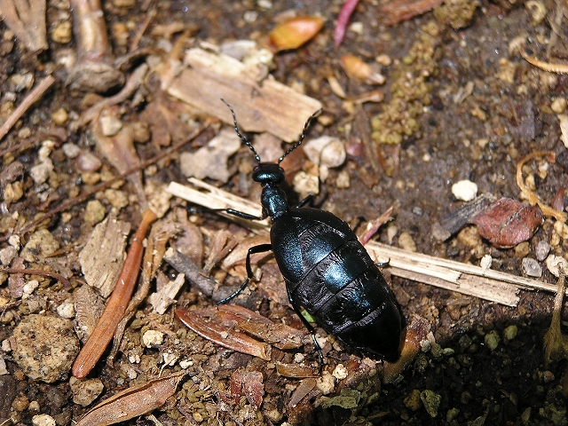 b0099538_7331512.jpg