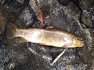 f0065341_1532625.jpg