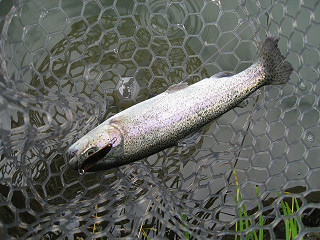 f0065341_1592432.jpg
