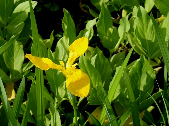 b0044663_1323715.jpg