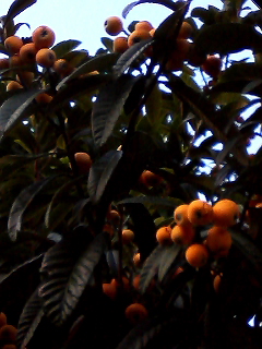 f0140174_0294848.jpg