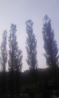 f0029393_622222.jpg