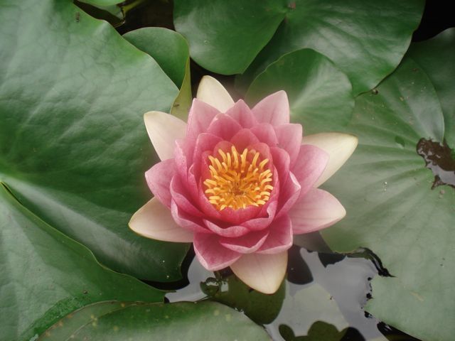 a0061599_7251326.jpg