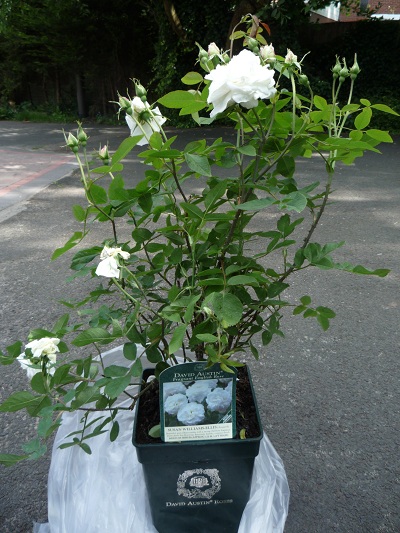 c0172202_622665.jpg