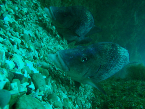 c0034029_8544534.jpg