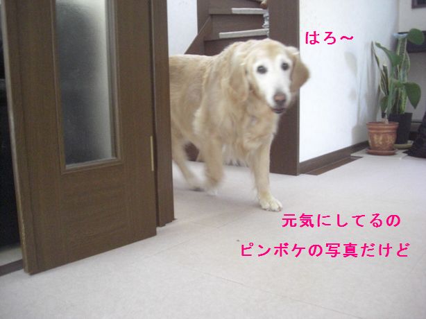 e0142430_02184.jpg