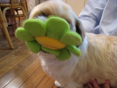 c0043751_18182710.jpg