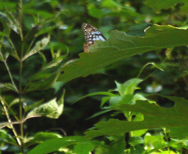 d0091754_1633339.jpg