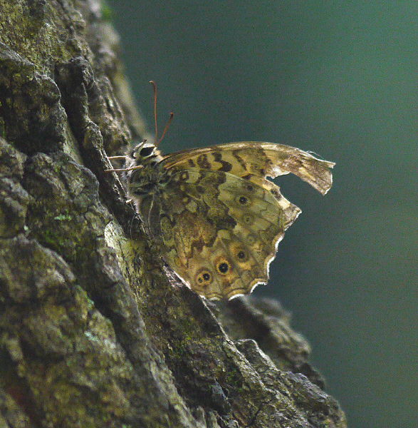 d0091754_16343064.jpg