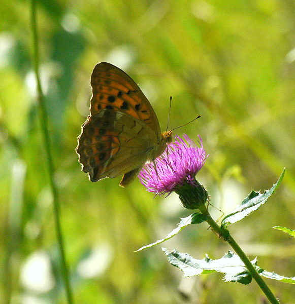 d0091754_1664711.jpg