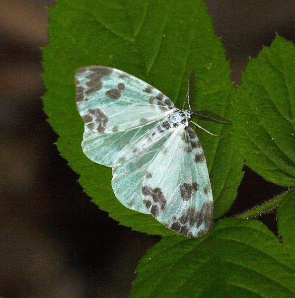 d0091754_178764.jpg