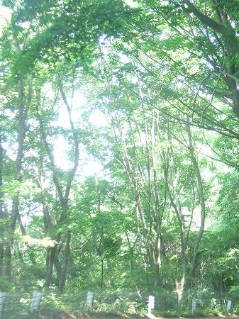 c0097558_19375372.jpg