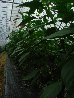 f0055264_119266.jpg