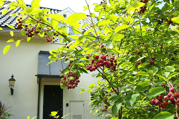 b0170969_21425781.jpg