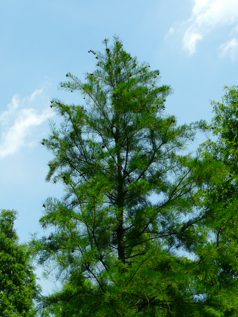 e0145782_18115478.jpg