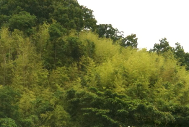 b0174284_13414543.jpg