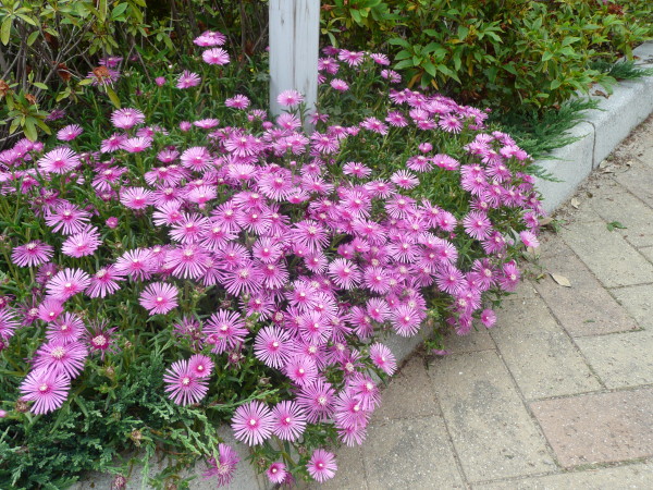 b0118987_6214865.jpg