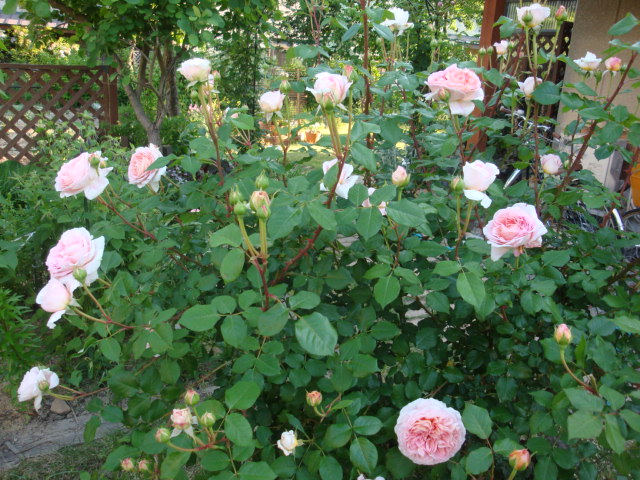 e0175905_21184367.jpg