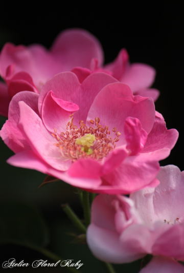 d0001008_544587.jpg