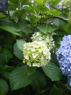 c0188613_158121.jpg