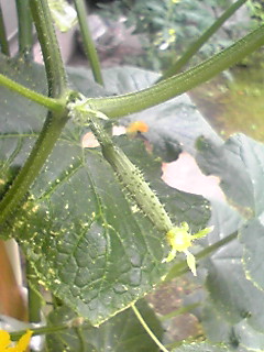 c0118914_2151871.jpg