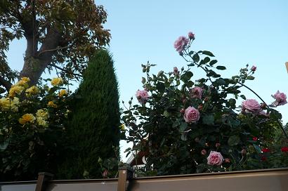 b0167519_838183.jpg