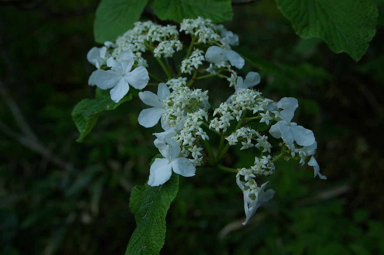 b0062024_733437.jpg