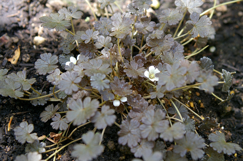 e0136424_838127.jpg