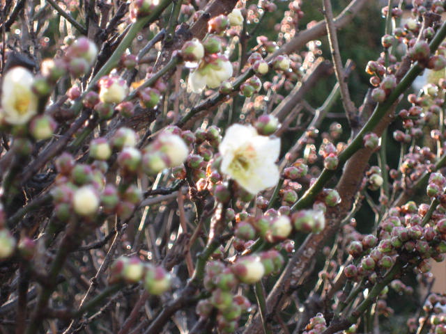 a0149240_735951.jpg