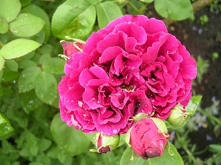 b0157246_21145767.jpg