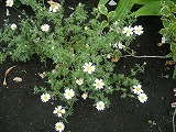 b0157246_2131970.jpg