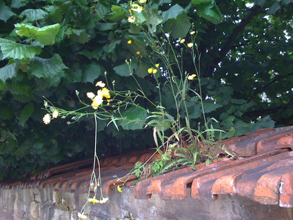 b0180156_1855270.jpg
