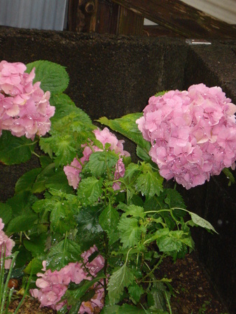 d0174356_1856656.jpg