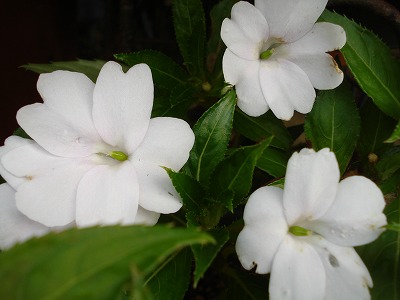 b0086362_0101787.jpg