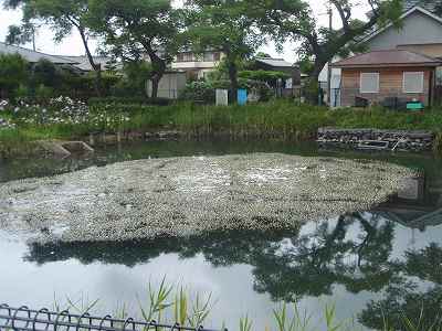f0062462_10344845.jpg