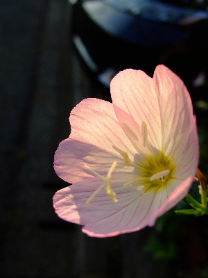 d0102664_350348.jpg