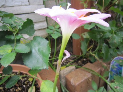 c0202870_10261629.jpg