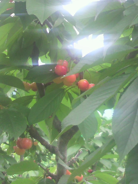 c0186471_183703.jpg