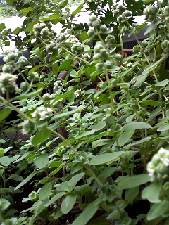f0140174_11443013.jpg