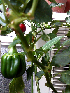 f0140174_11492038.jpg