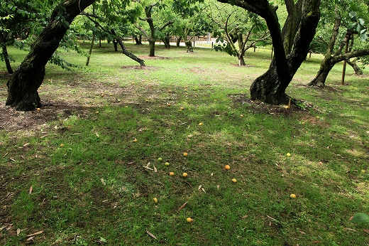 e0190885_13524932.jpg