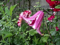 c0190010_21123850.jpg