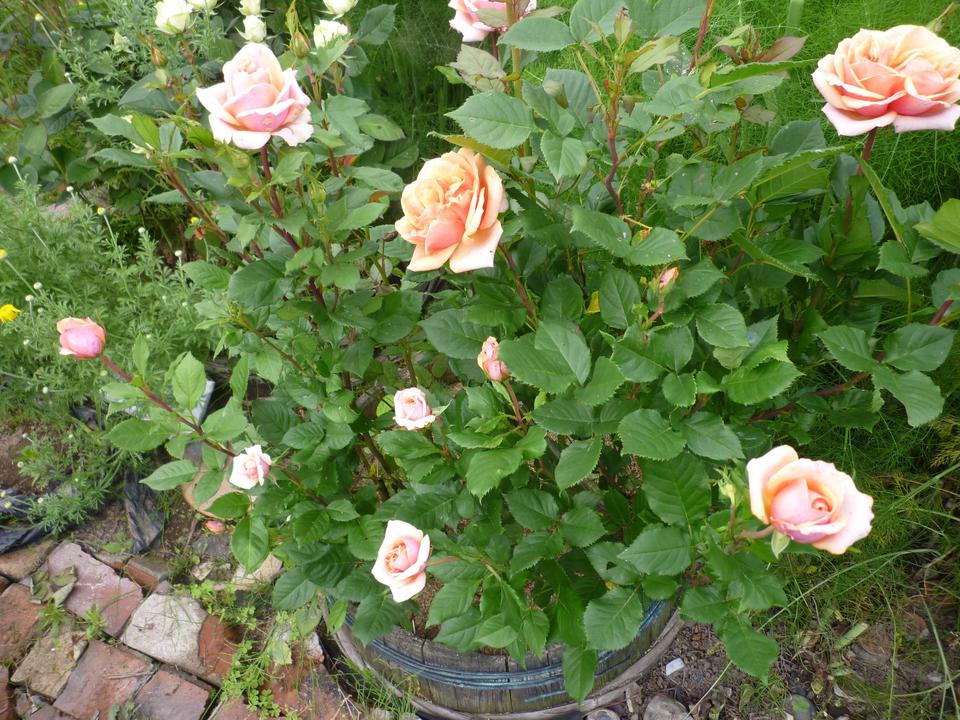 b0035611_195729100.jpg